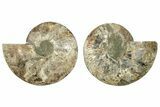 Cut & Polished, Agatized Ammonite Fossil - Madagascar #233779-1